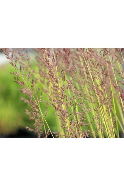 Війник гостроквітковий Інгленд суцвіття